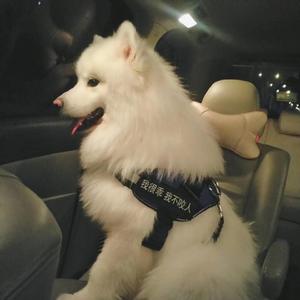 elitepain鞭打全部
